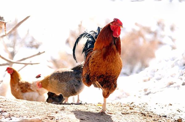 Có nhiều nguyên nhân dẫn tới tình trạng gà chọi bị yếu chân.