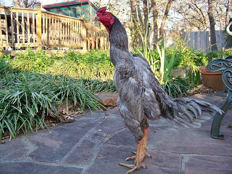 Xem màu mạng gà đá hôm nay giúp “Tăng Tỷ Lệ Chiến Thắng”