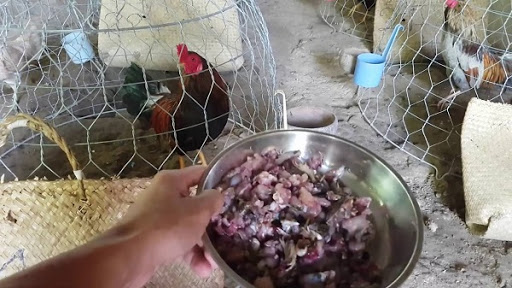 Cách trộn thức ăn cho gà chọi bao gồm protein từ động vật