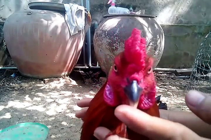 Dấu hiệu nhận biết chiến kê đá tốt qua ngoại hình, vảy, cựa