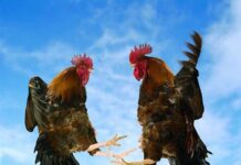 Bí Quyết Nuôi Gà Tre Cựa Sặt ” Bất Khả Chiến Bại “