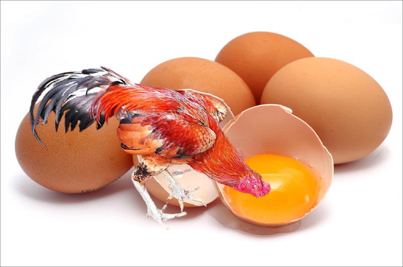 Cho gà chọi ăn lòng đỏ trứng có tác dụng gì nhỉ?