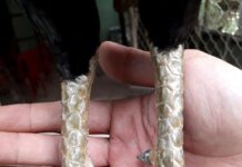 Gà Cựa Nhật Nguyệt – Bí Mật Về Giống Gà Cựa Nhật Nguyệt